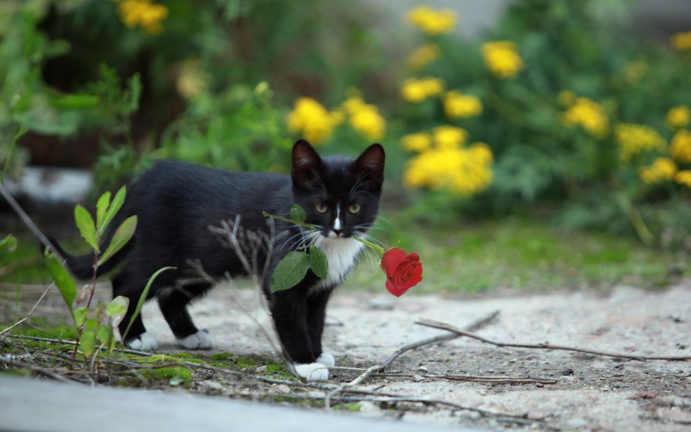 Котик приносит цветы