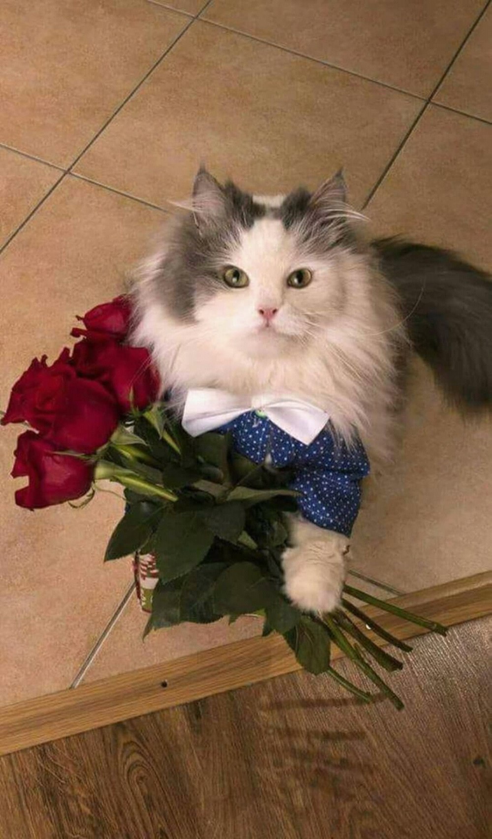 Котик с цветочком в зубах