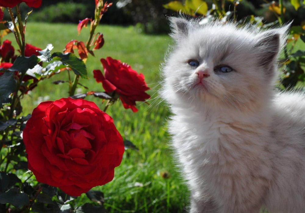 Белый котенок с цветами