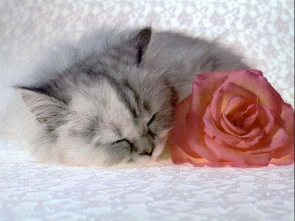 Серенький котенок с розой