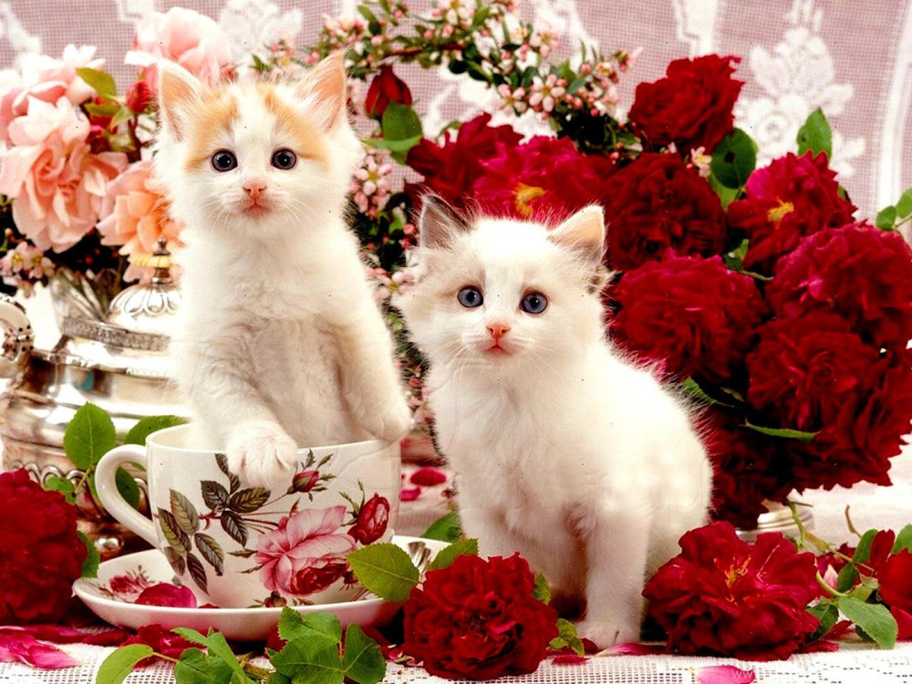 Котик с розой