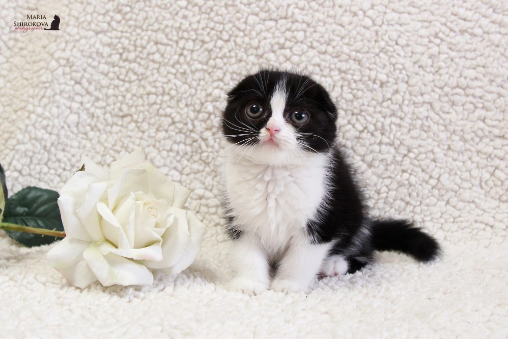 Котенок с розой