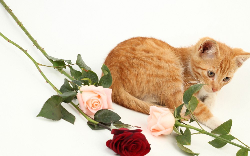 Розовый котенок