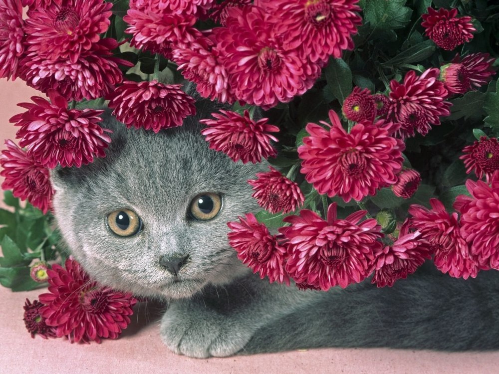 С розочками кошечки