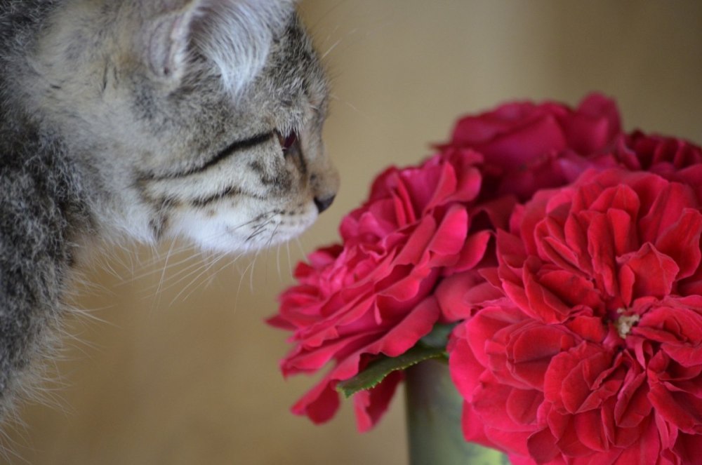 Котенок дарит цветы
