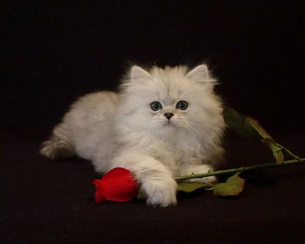 Кот на пианино