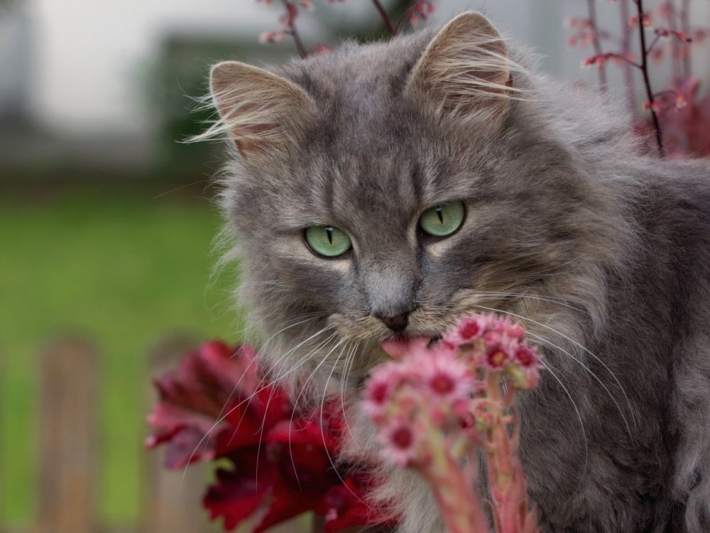Котик с розой