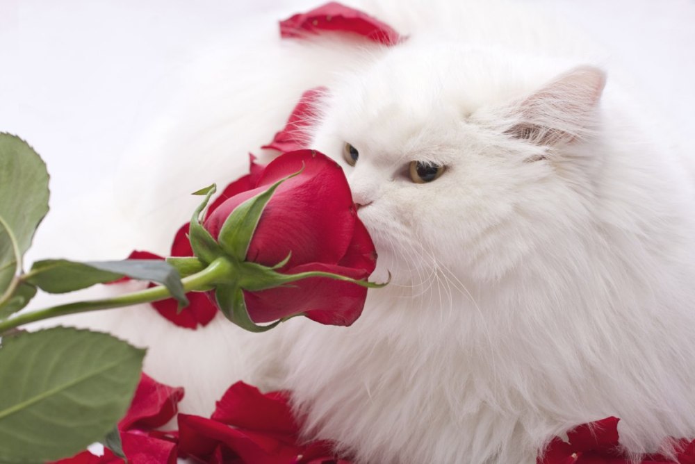 Ирина Гармашова коты