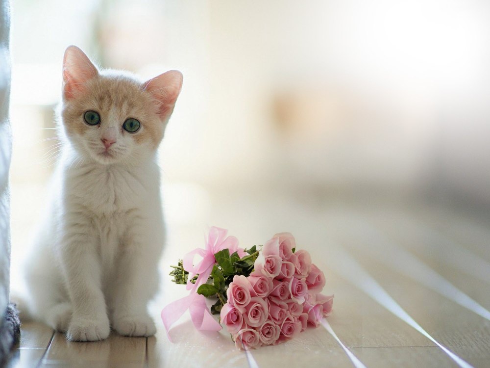 Розы и котенок