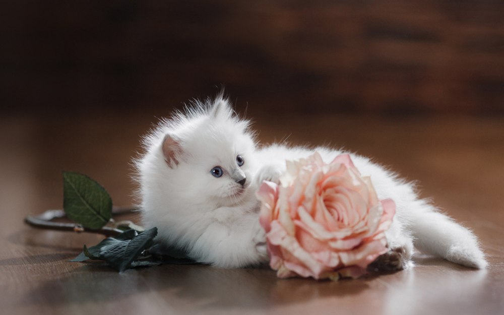 Котенок в цветах
