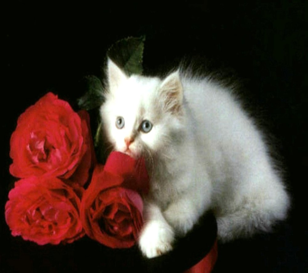 Кошки с розами