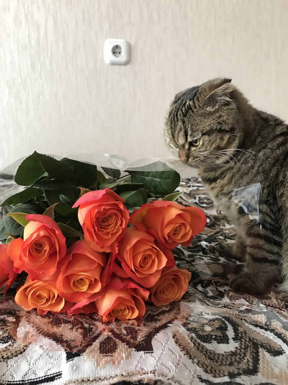 Белая кошечка с розой