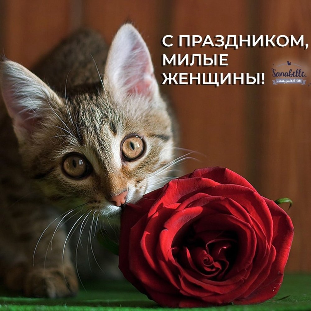 Котенок с цветочком