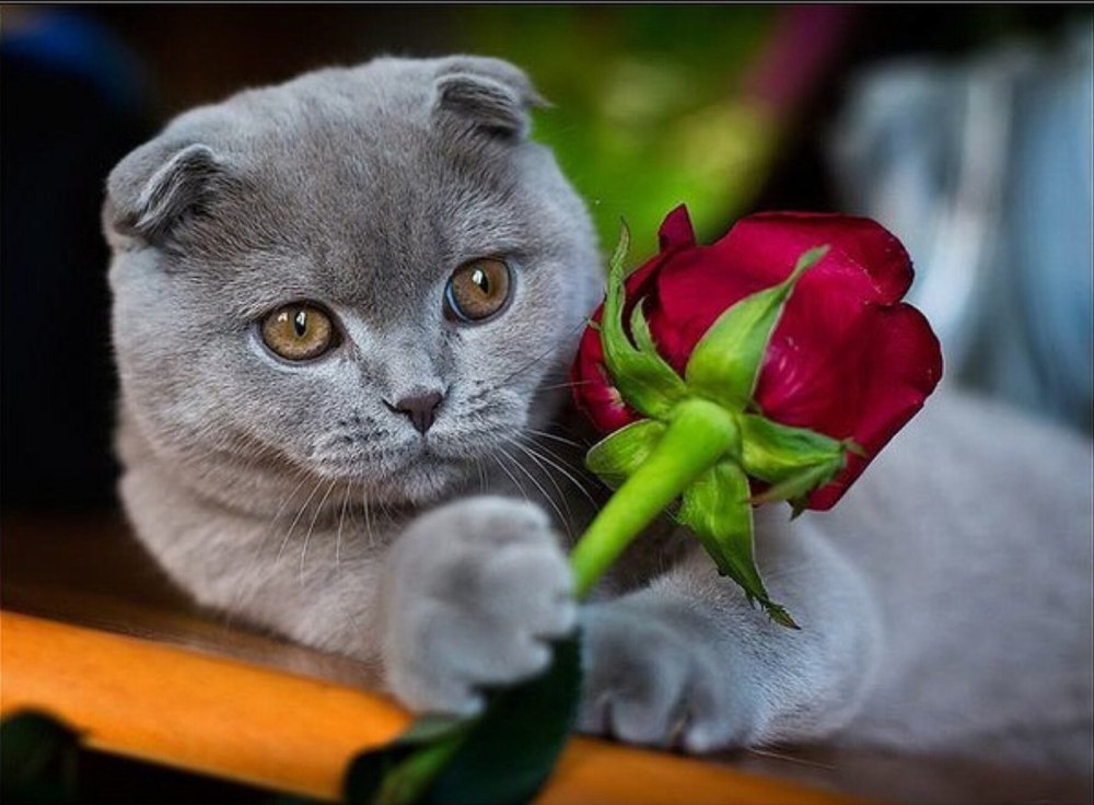 Кот с букетом