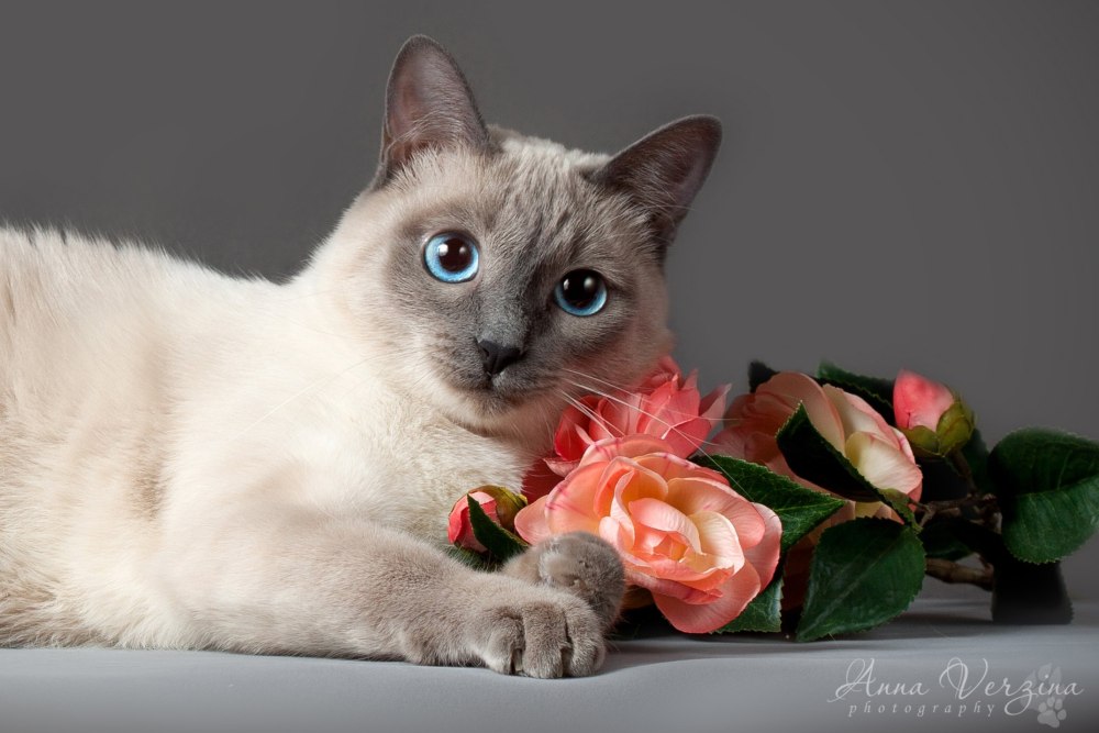 Котик с розой
