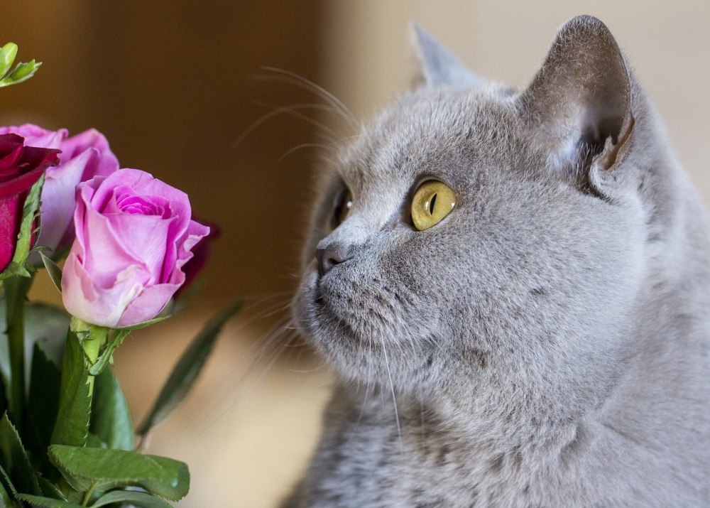 Белый котёнок с розами