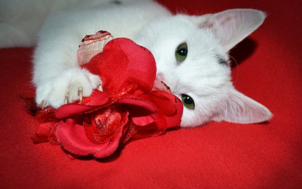 Котик с букетом цветов