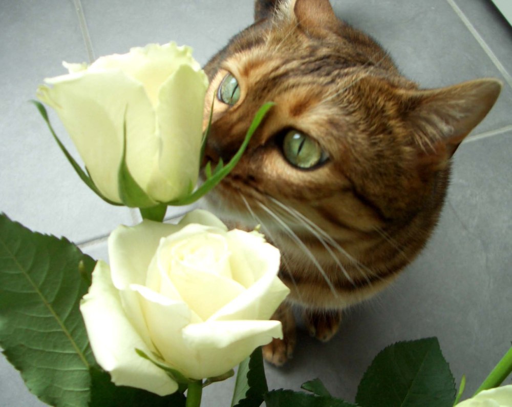Кот и розы