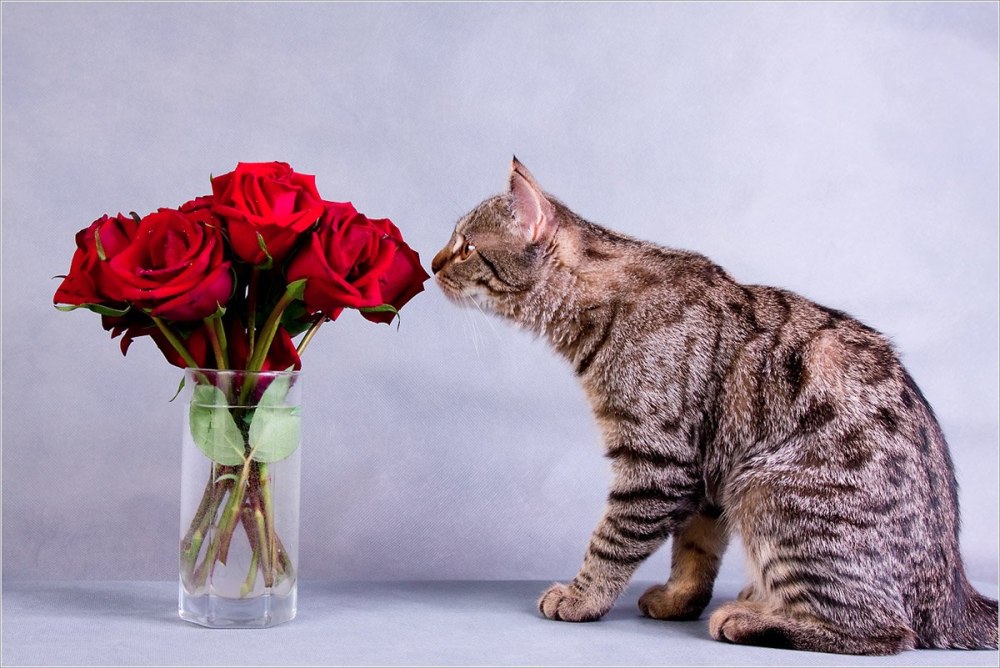 Котики с пожеланиями счастья