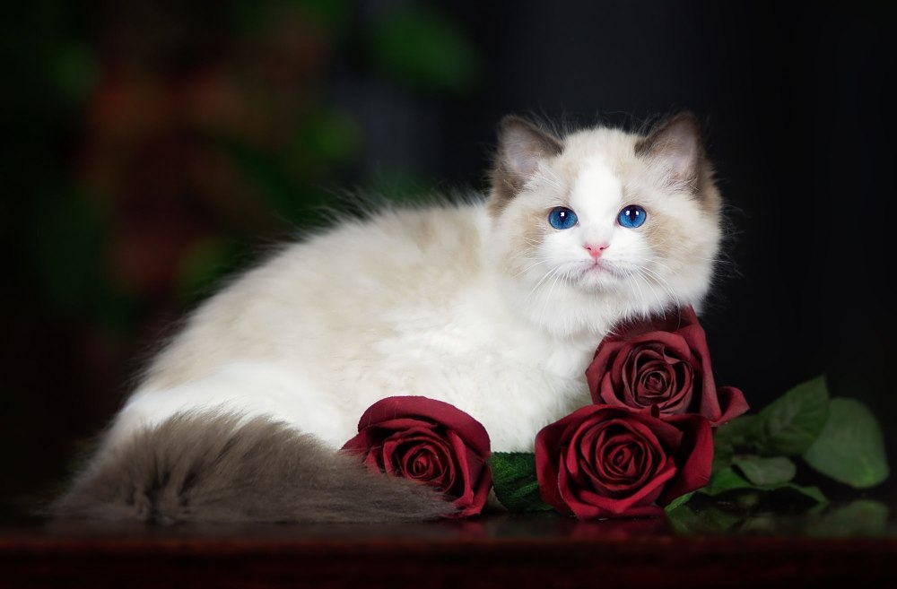 Красивые котята в цветах