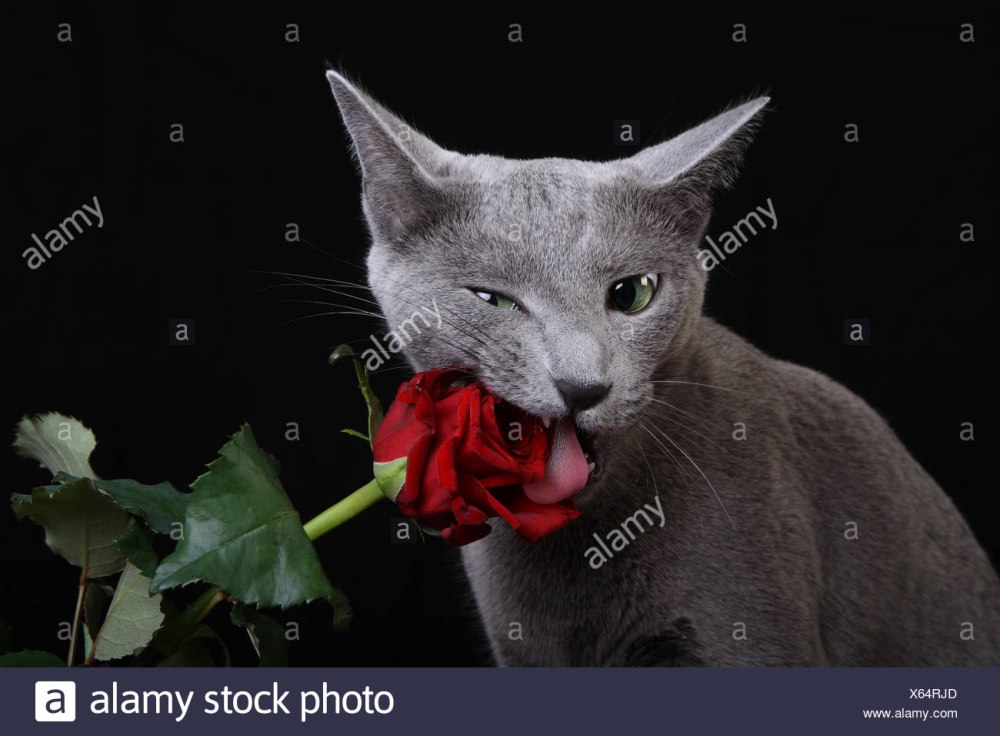Черный котенок с розой