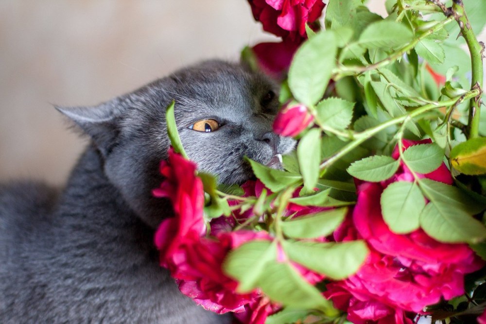 Кот на фоне роз