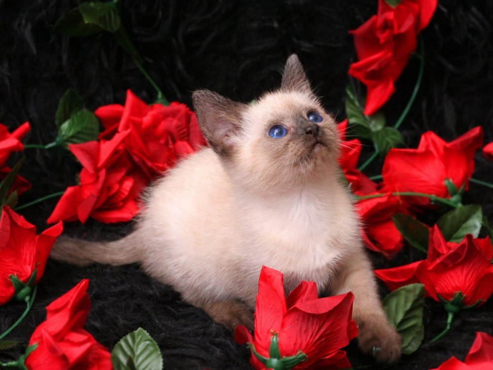 Кошки с розами