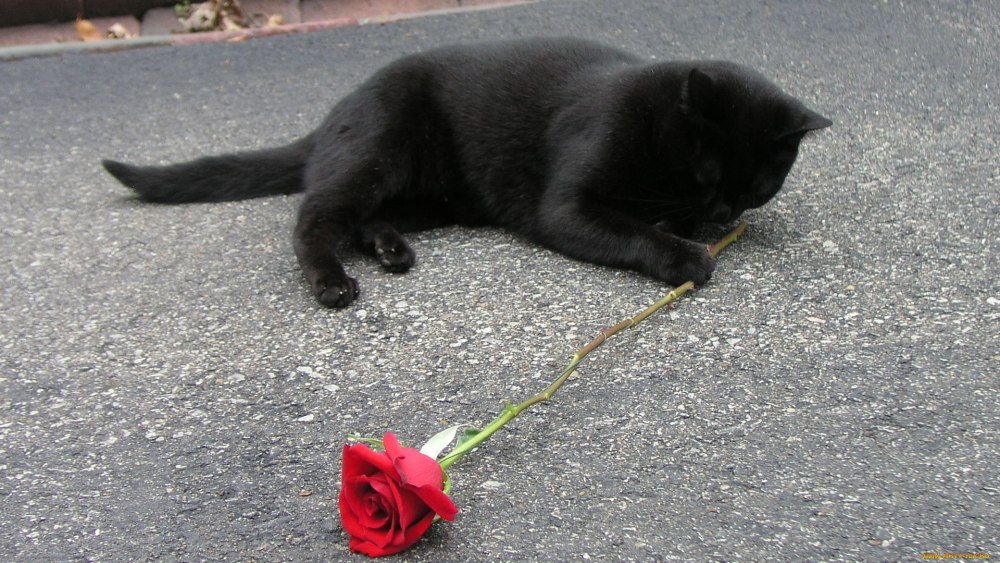 Кот в цветах