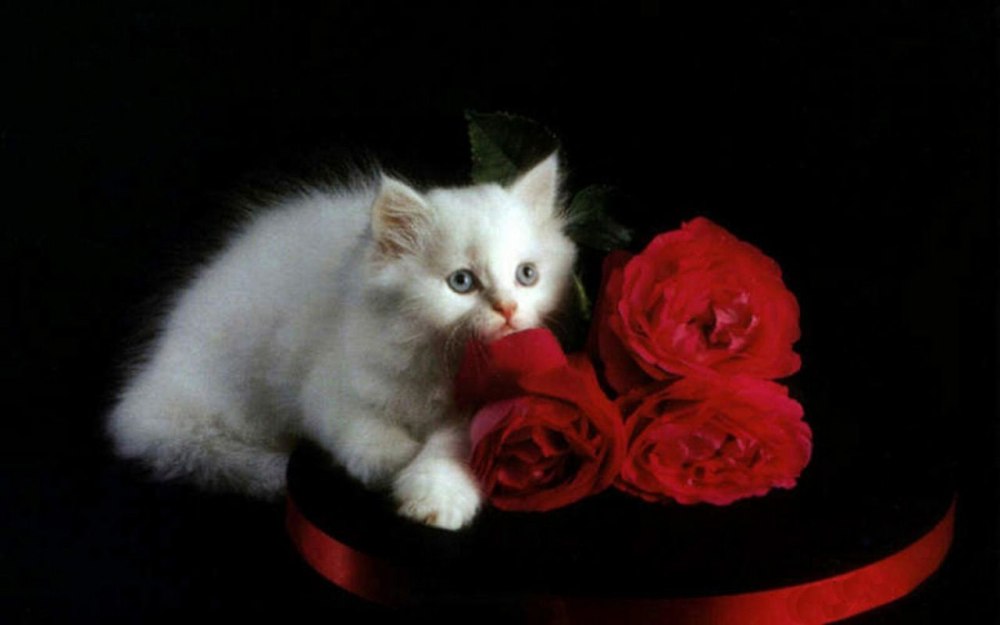 Розы и котенок
