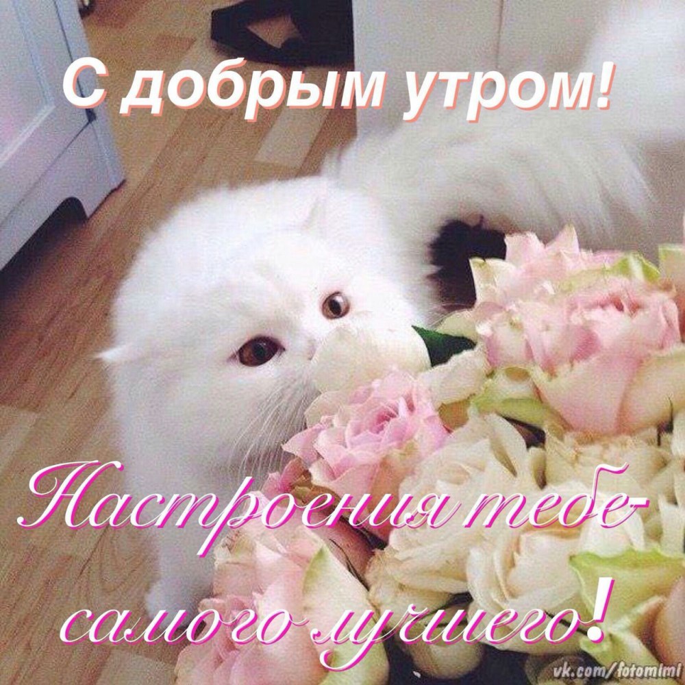 Котёнок с цветком