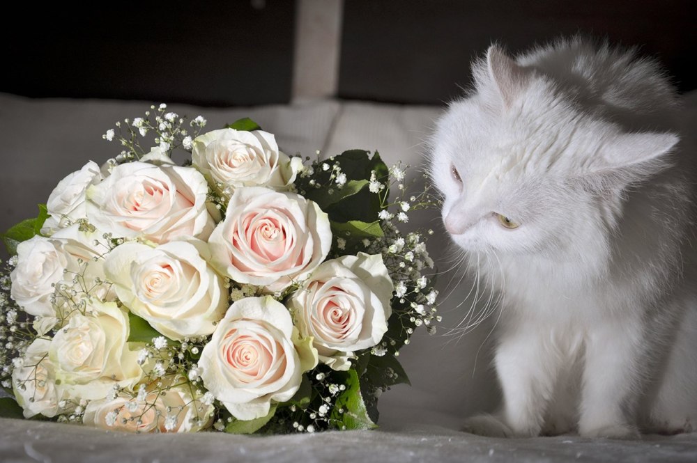 Кошки и цветы