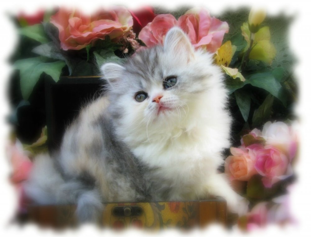 Кот с цветами