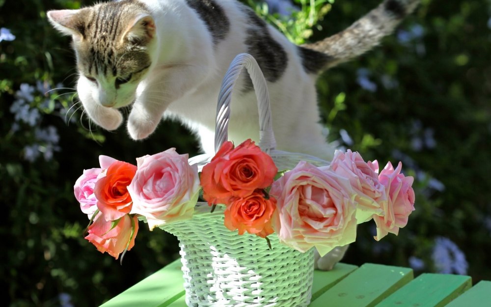 Нежные котята