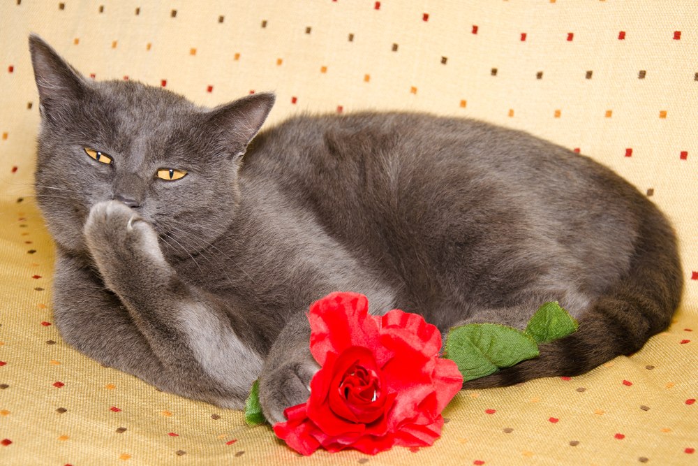 Котики цвета