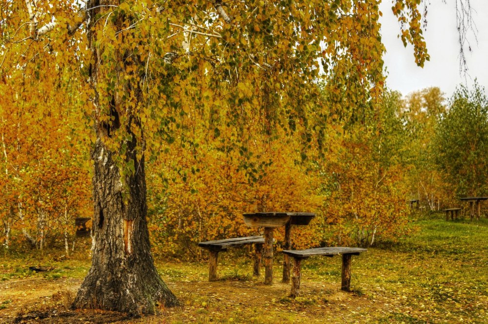 Осенний парк с березами