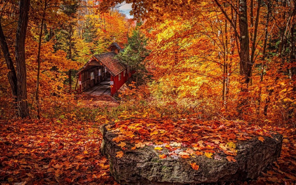 Осень в лесу