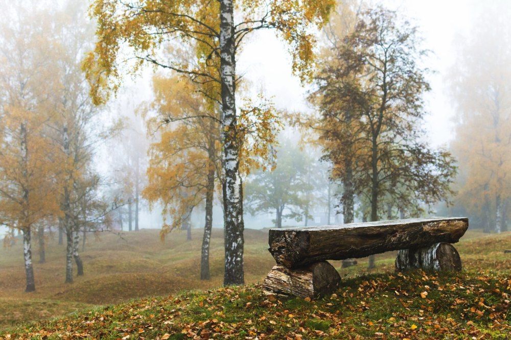 Осенний лес