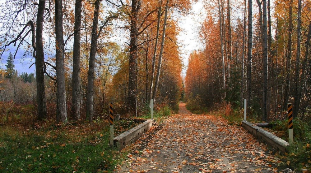 Осенний лес