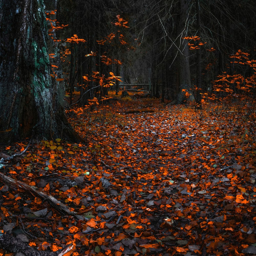 Парк ночью