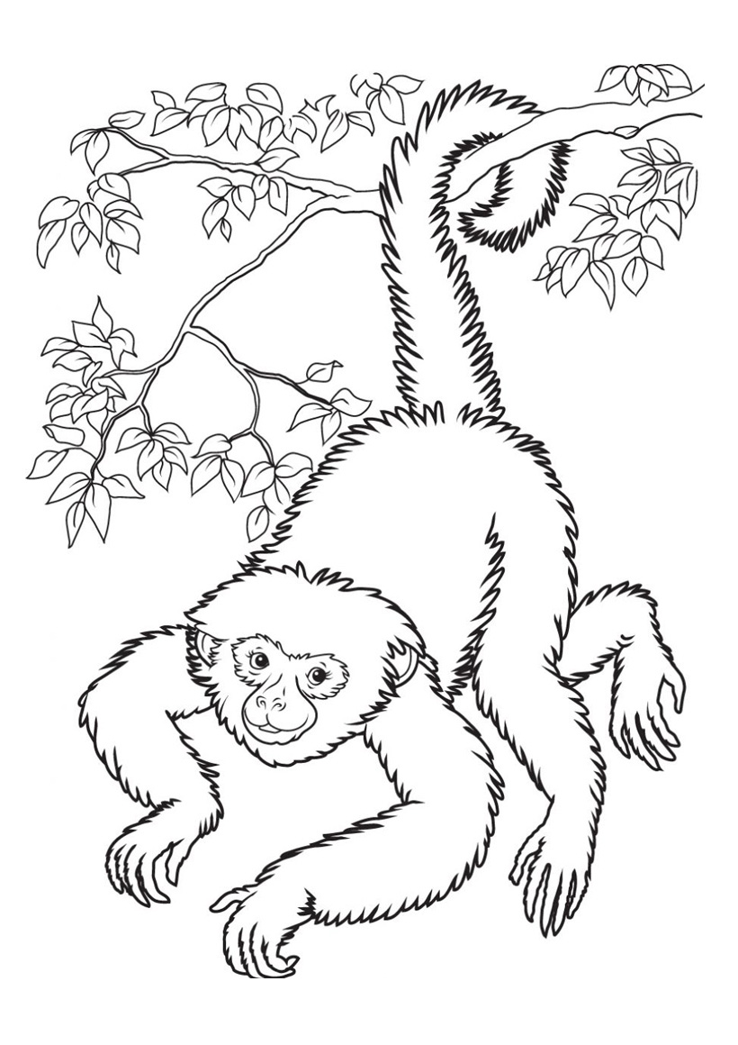 Рисунки шимпанзе