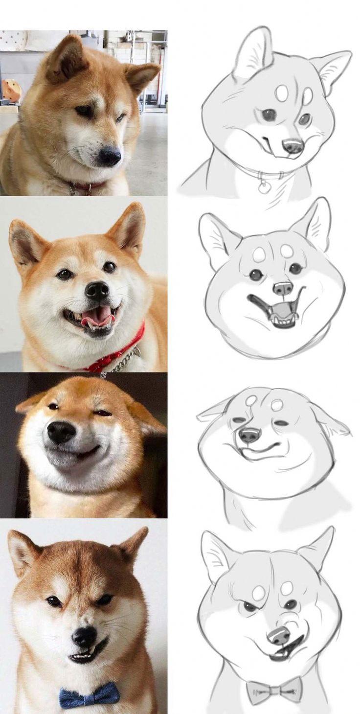 Сиба ину Фокс