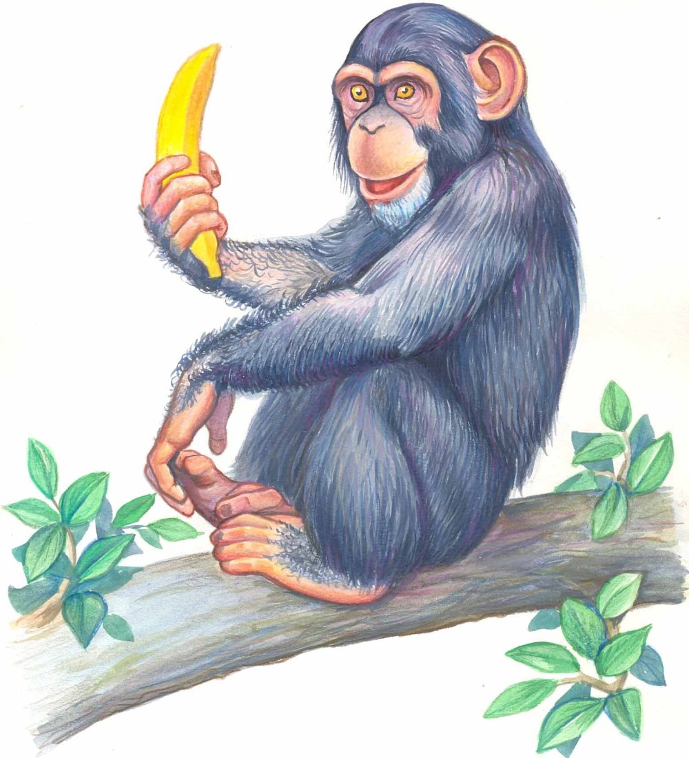 Шимпанзе рисунок