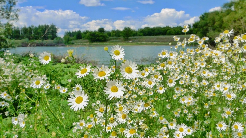 Луговые цветы