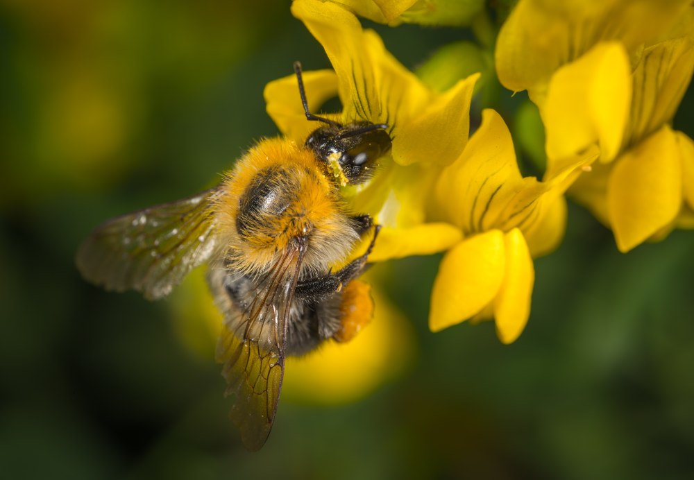 Bumblebee nature Шмель
