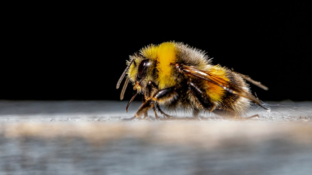 Bumblebee насекомое
