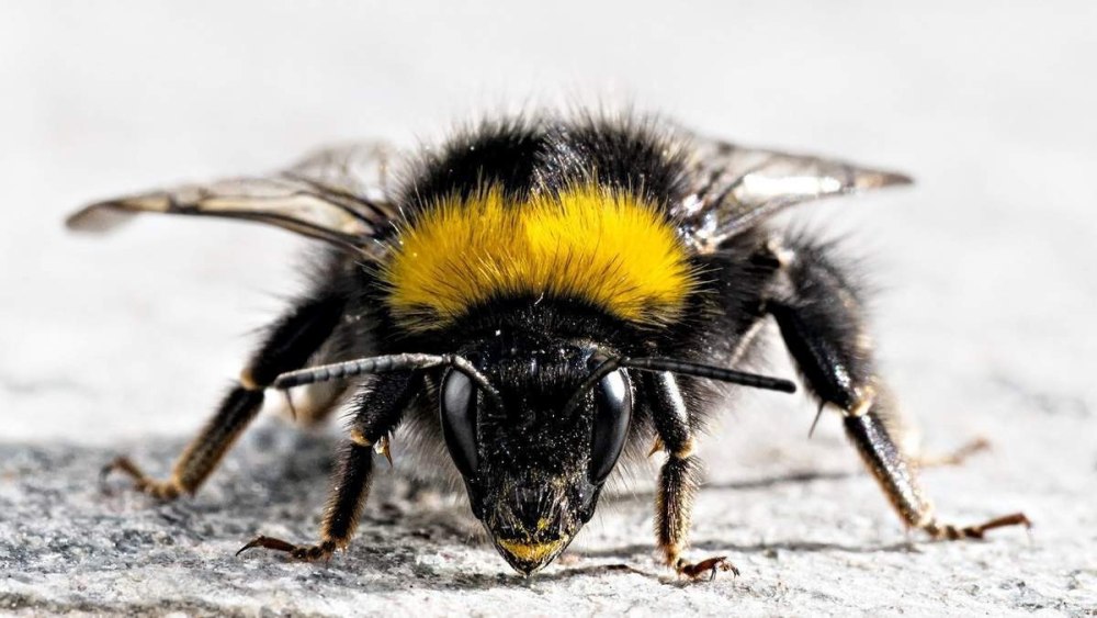 Bombus glacialis