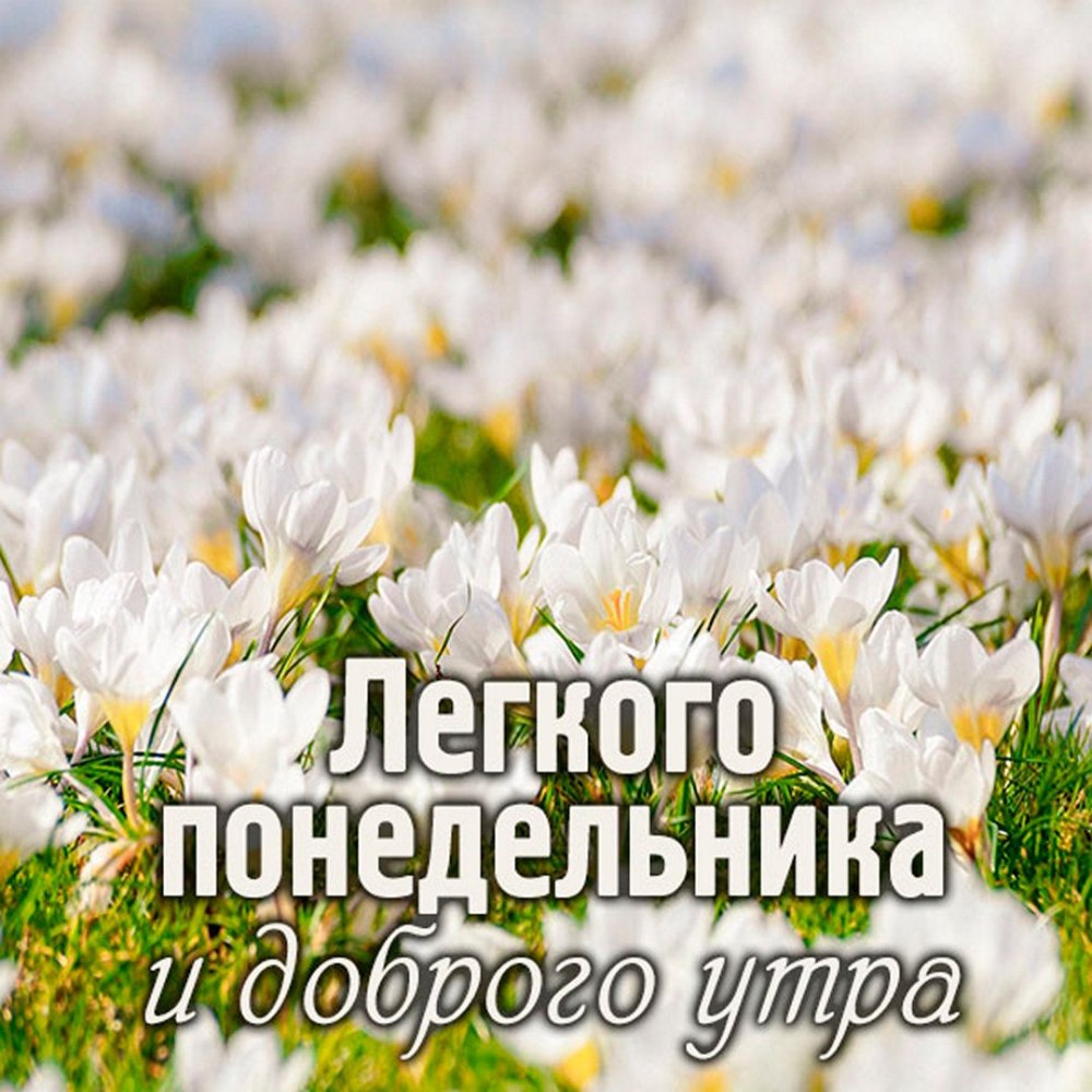 Хорошего начала недели и отличного настроения