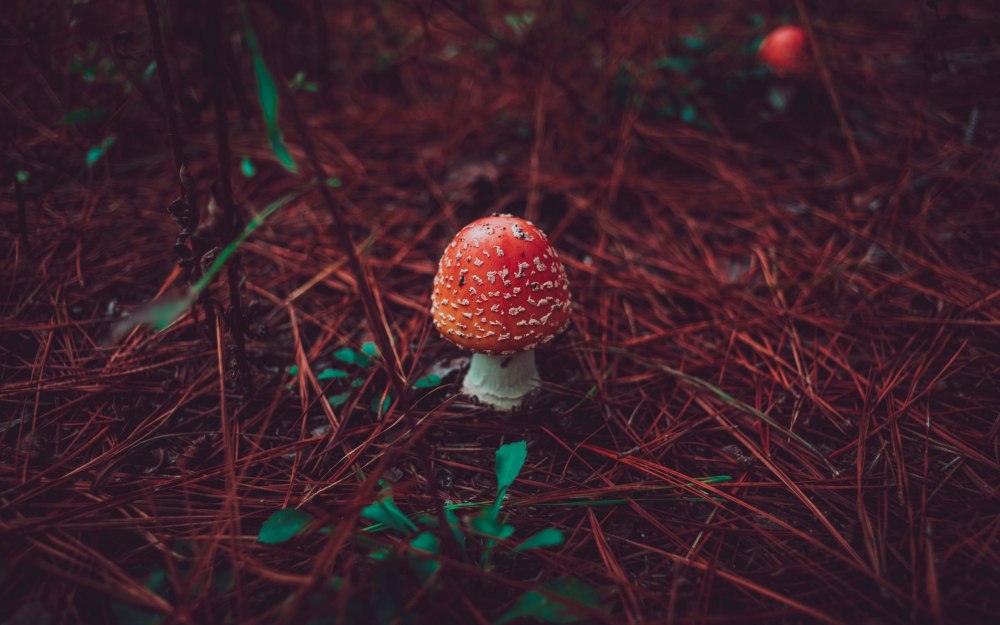Мухомор красный