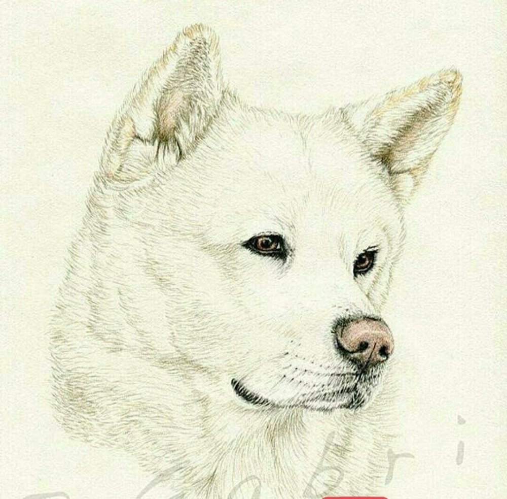Нарисовать собаку Акита ину