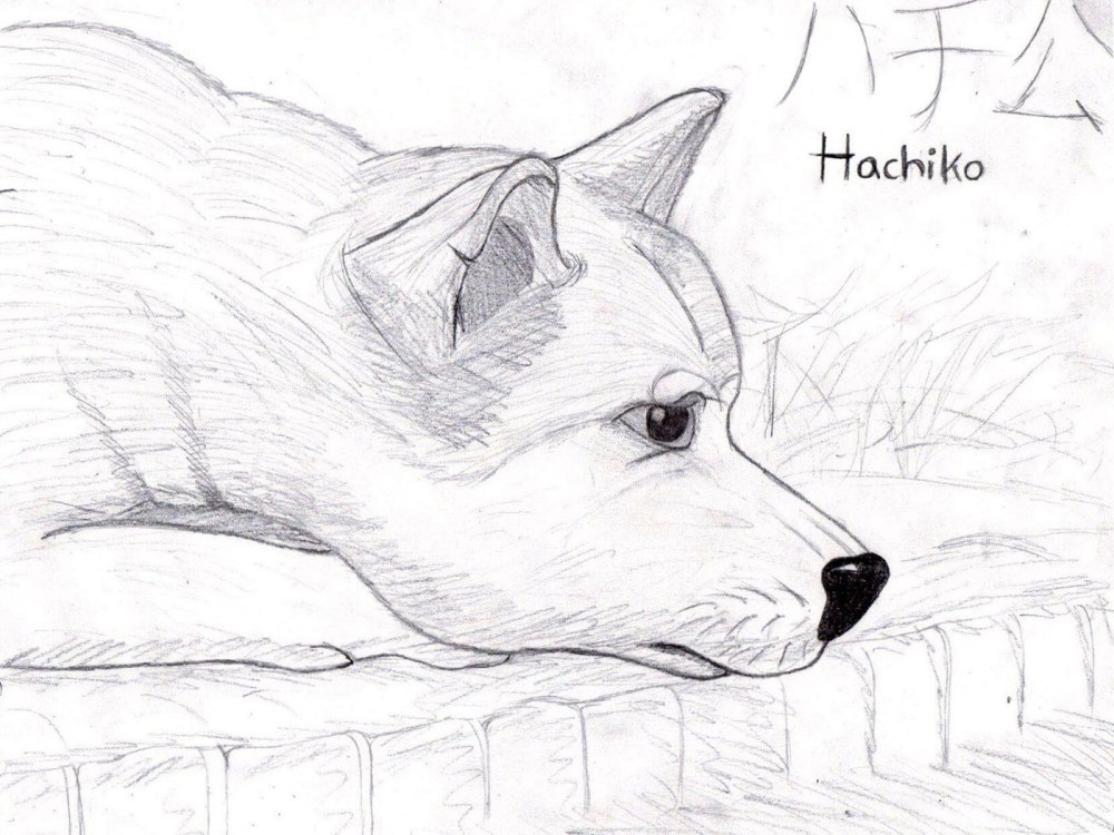 Рисунки Хатико для срисовки